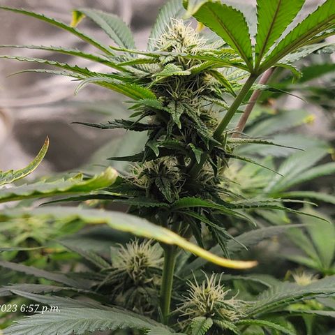 Tropicanna Poison Fast Version growlog timeline photo