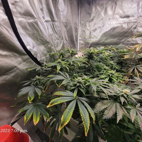 Tropicanna Poison Fast Version growlog timeline photo