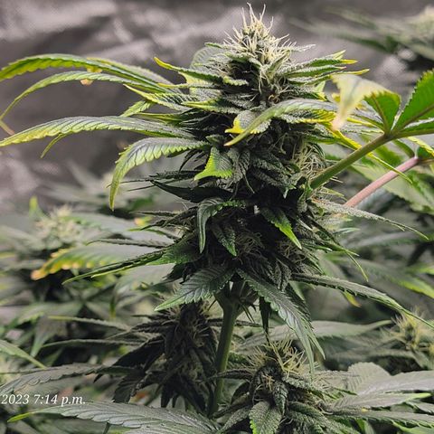 Tropicanna Poison Fast Version growlog timeline photo