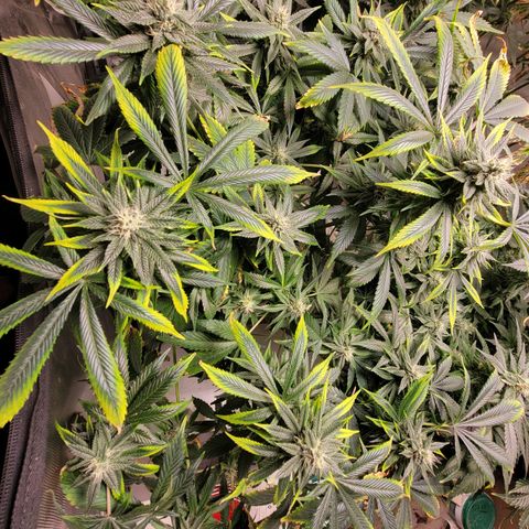 Tropicanna Poison Fast Version growlog timeline photo