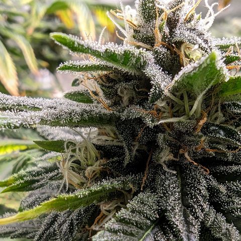 Tropicanna Poison Fast Version growlog timeline photo