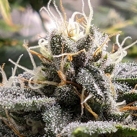 Tropicanna Poison Fast Version growlog timeline photo