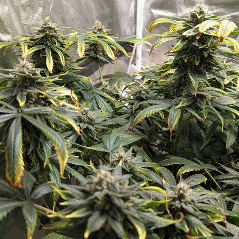 Tropicanna Poison Fast Version growlog timeline photo