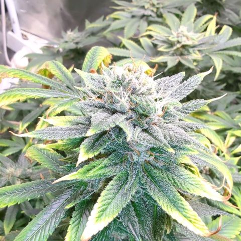 Tropicanna Poison Fast Version growlog timeline photo