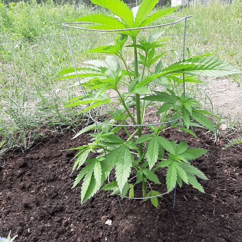 CBD Critical Mass growlog photo: Topped yesterday 