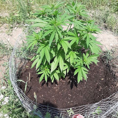 CBD Critical Mass growlog timeline photo