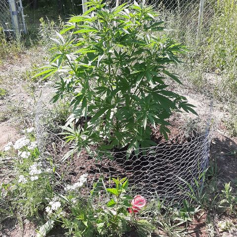 CBD Critical Mass growlog timeline photo