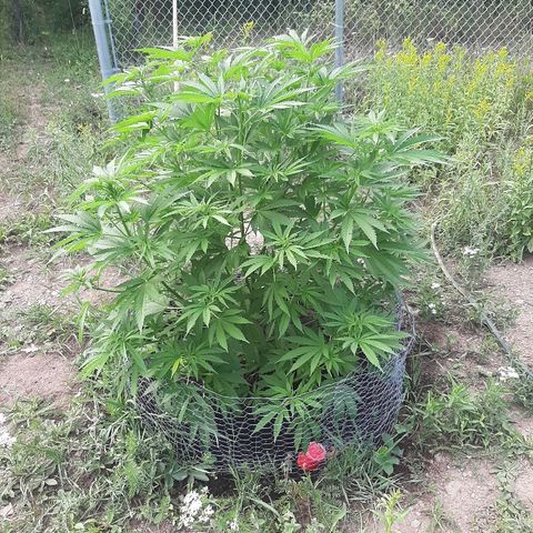 CBD Critical Mass growlog timeline photo