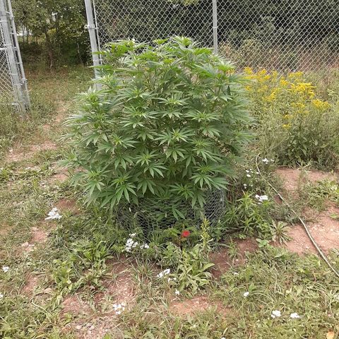 CBD Critical Mass growlog timeline photo