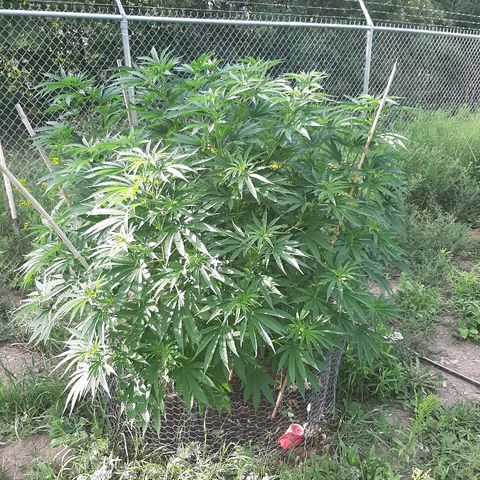CBD Critical Mass growlog timeline photo