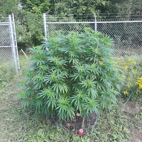 CBD Critical Mass growlog timeline photo