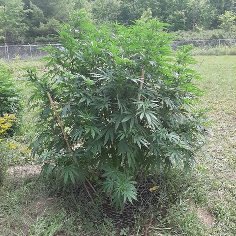 CBD Critical Mass growlog timeline photo