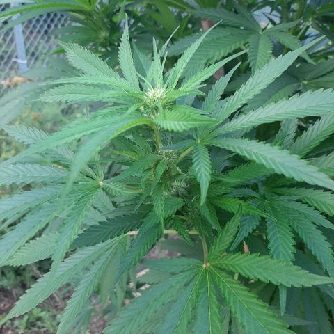 CBD Critical Mass growlog timeline photo