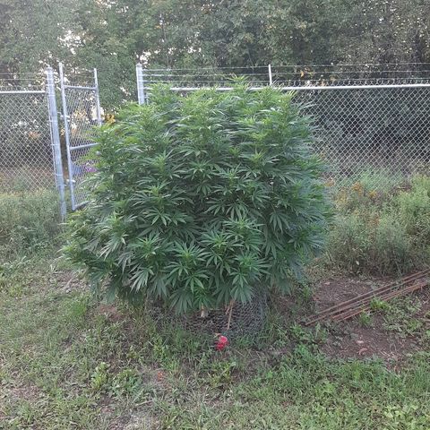 CBD Critical Mass growlog timeline photo
