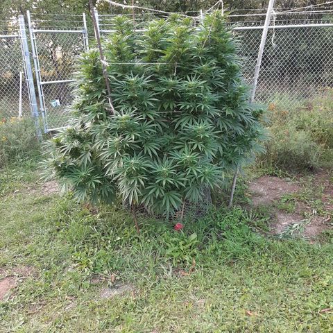 CBD Critical Mass growlog timeline photo