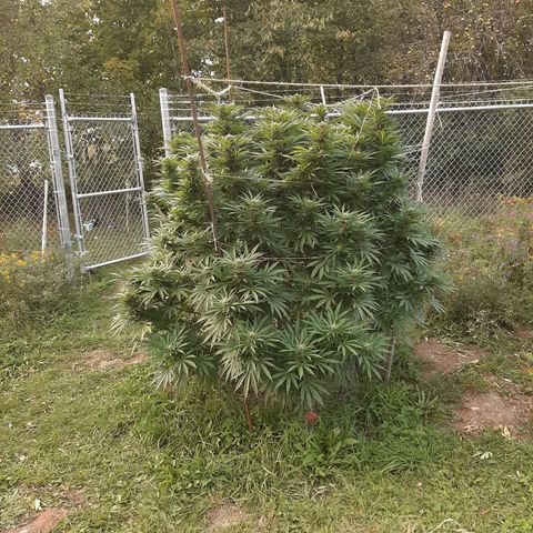 CBD Critical Mass growlog timeline photo