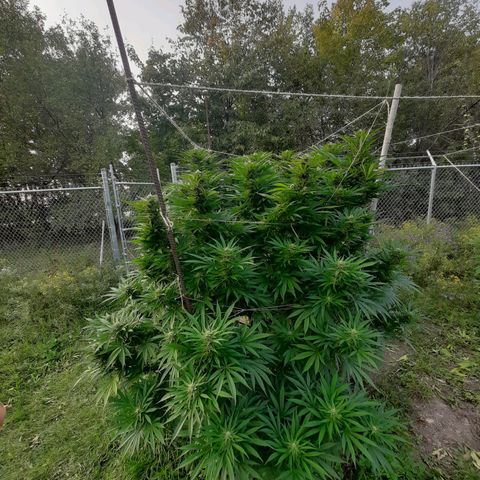 CBD Critical Mass growlog timeline photo