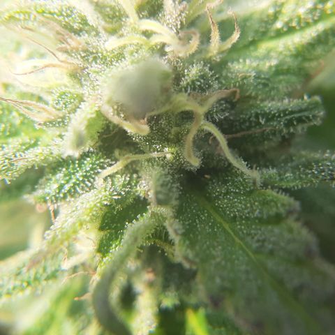 CBD Critical Mass growlog timeline photo