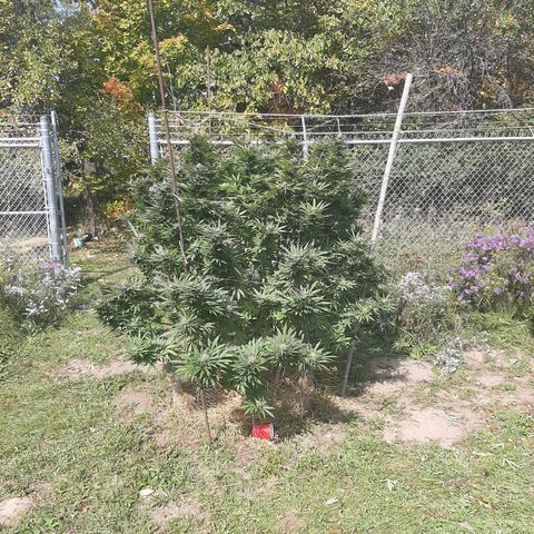 CBD Critical Mass growlog timeline photo
