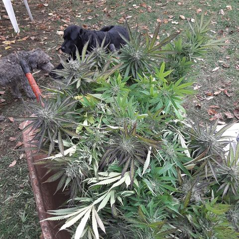 CBD Critical Mass growlog timeline photo