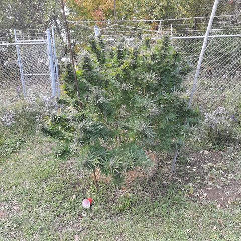 CBD Critical Mass growlog timeline photo