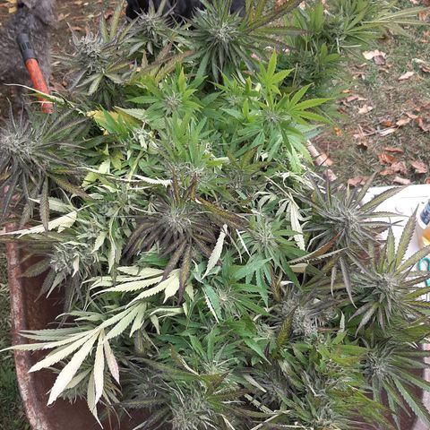 CBD Critical Mass growlog timeline photo