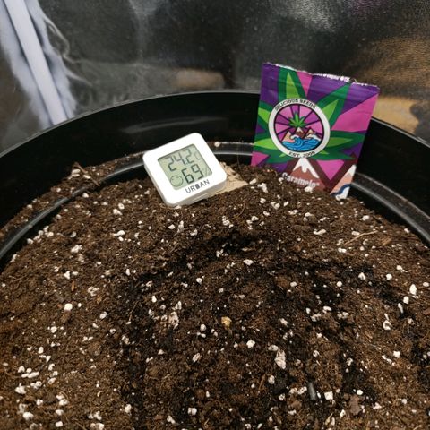 Caramelo F1 Early Version growlog timeline photo