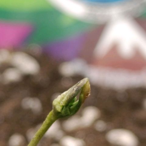 Caramelo F1 Early Version growlog timeline photo