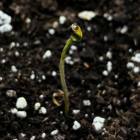 Caramelo F1 Early Version growlog timeline photo