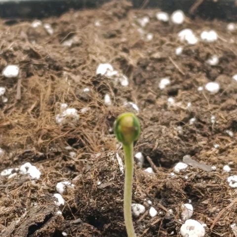 Caramelo F1 Early Version growlog timeline photo
