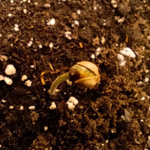 Caramelo F1 Early Version growlog timeline photo