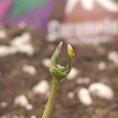 Caramelo F1 Early Version growlog timeline photo