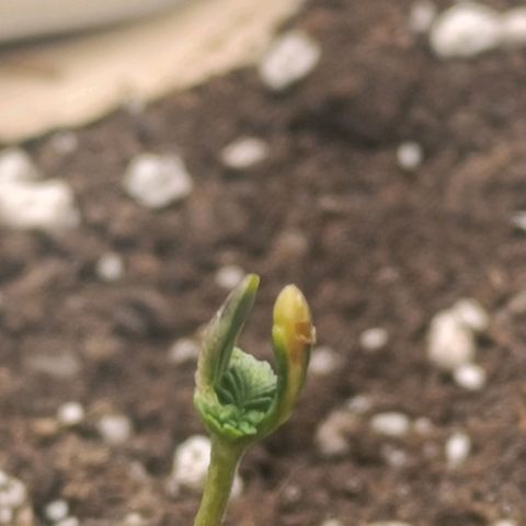 Caramelo F1 Early Version growlog timeline photo