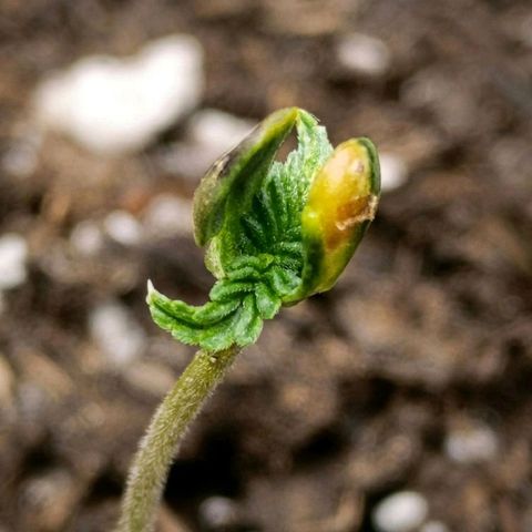 Caramelo F1 Early Version growlog timeline photo