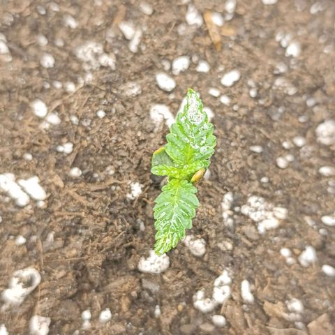 Caramelo F1 Early Version growlog photo: Zálivka !! 