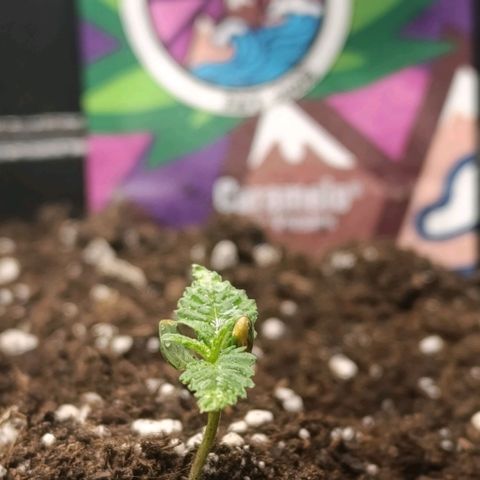 Caramelo F1 Early Version growlog photo: Zálivka !! 