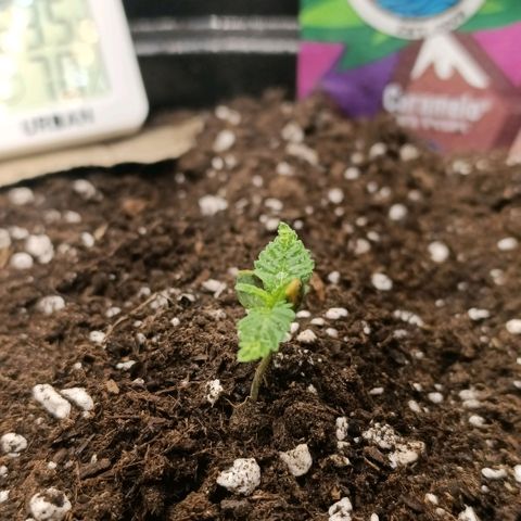 Caramelo F1 Early Version growlog photo: Zálivka !! 
