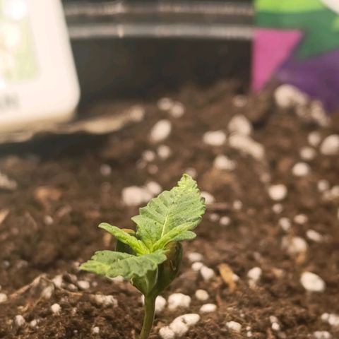 Caramelo F1 Early Version growlog photo: Zálivka !! 
