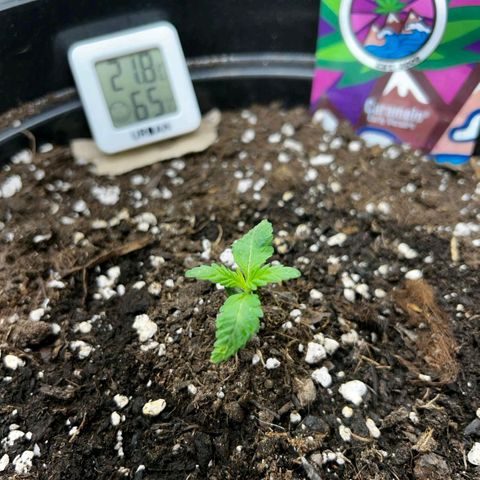 Caramelo F1 Early Version growlog timeline photo