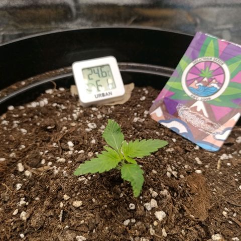 Caramelo F1 Early Version growlog photo: po 20ti hodinách rozdíl 