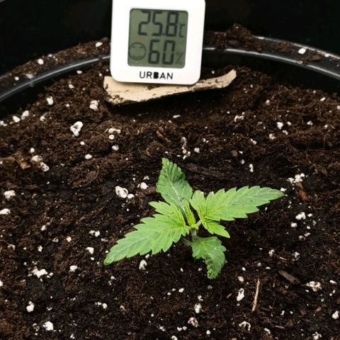 Caramelo F1 Early Version growlog photo: Už se ukazaly další lístky ❤️🌱