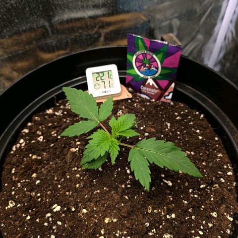 Caramelo F1 Early Version growlog timeline photo