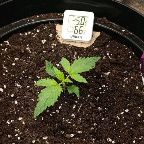 Caramelo F1 Early Version growlog photo: reproduktorová kočička 😁❤️