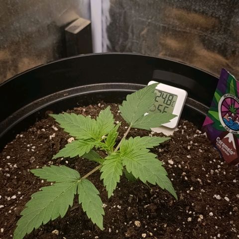 Caramelo F1 Early Version growlog timeline photo