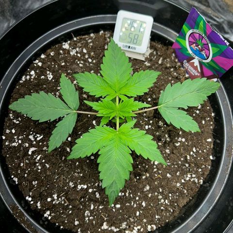 Caramelo F1 Early Version growlog photo: biiig 💯💯❤️🌱