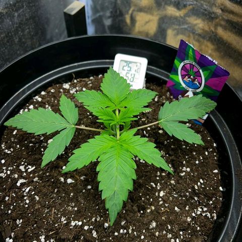 Caramelo F1 Early Version growlog photo: biiig 💯💯❤️🌱