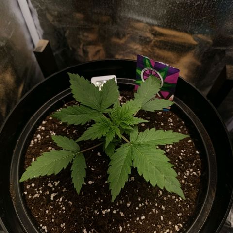 Caramelo F1 Early Version growlog timeline photo