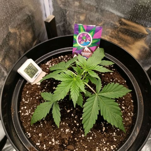 Caramelo F1 Early Version growlog timeline photo