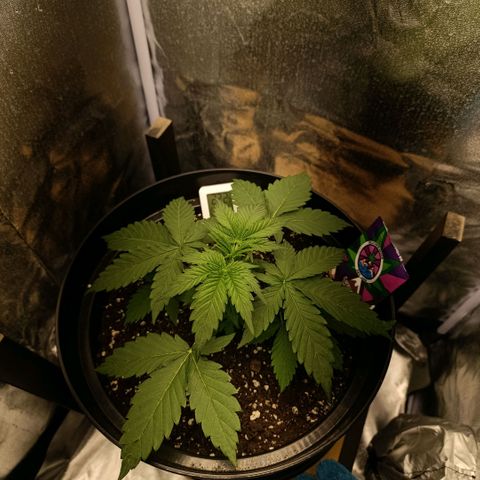 Caramelo F1 Early Version growlog photo: Přidaly jsme bio-grow poprvé tzv. "první hnojení" přidaly jsme 0.2 ml hnojiva a 300ml vody 
