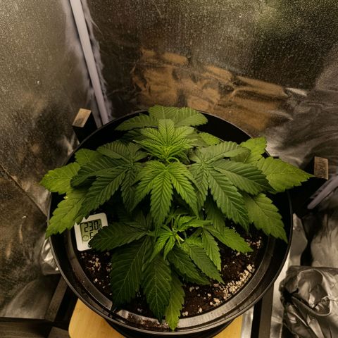 Caramelo F1 Early Version growlog timeline photo
